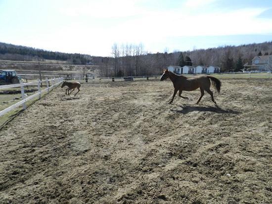 Poulains 2012 - Chevaux - Ranch Winslow, Stornoway