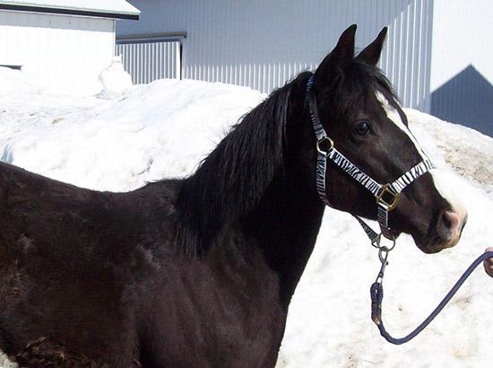 Poulains 2010 - Chevaux - Ranch Winslow, Stornoway