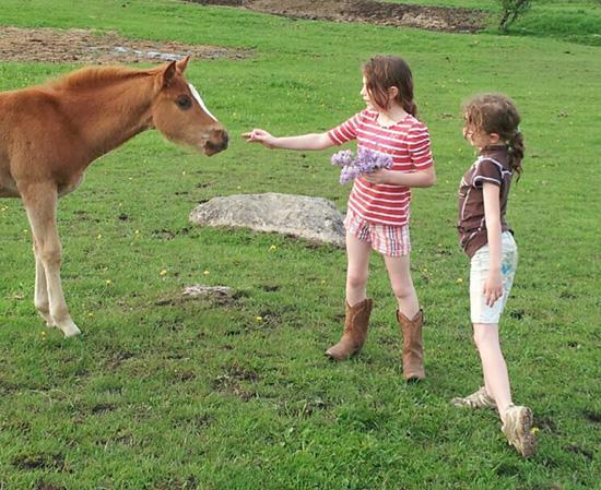 Portée de poulains 2013 - Chevaux - Ranch Winslow, Stornoway