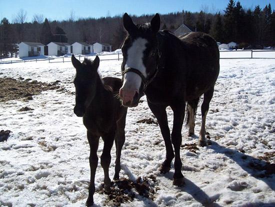 Poulains en 2011 - Équidés - Ranch Winslow, Stornoway