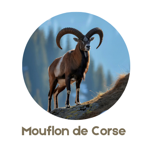 Mouflon de Corse