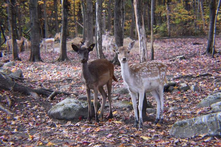 Randonnée équestre Stornoway