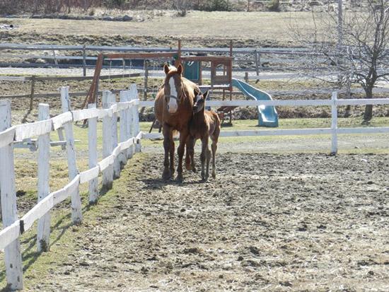 Portée de poulains 2012 - Chevaux - Ranch Winslow, Stornoway