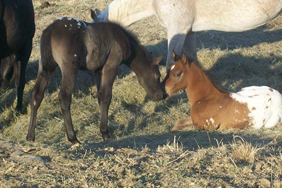 Poulains 2013 - Chevaux - Ranch Winslow, Stornoway