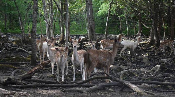 Rencontre avec les animaux Stornoway 