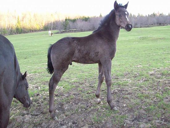 Portée de poulains 2011 - Chevaux - Ranch Winslow, Stornoway
