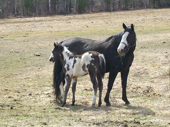 Poulains en 2013 - Équidés - Ranch Winslow, Stornoway