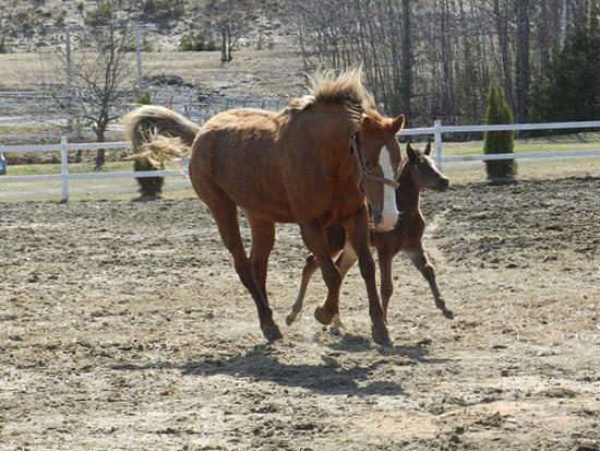 Poulains en 2012 - Équidés - Ranch Winslow, Stornoway