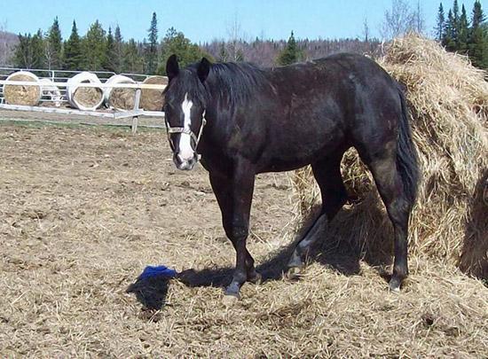 Poulains en 2010 - Équidés - Ranch Winslow, Stornoway