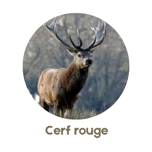 Cerf Rouge