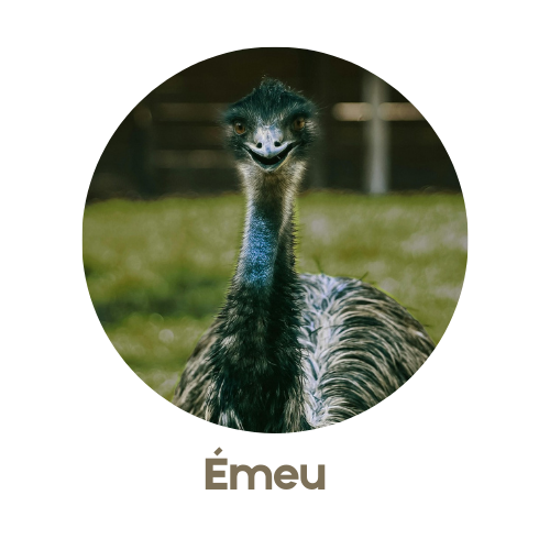 Émeu
