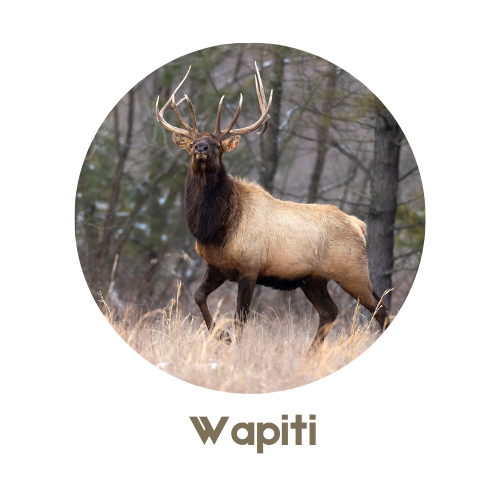 Wapiti