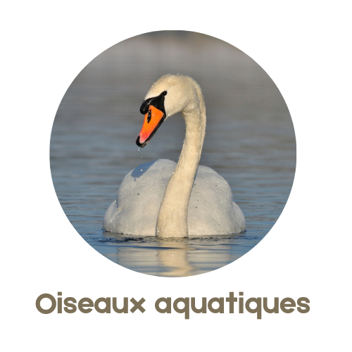 Oiseaux aquatiques