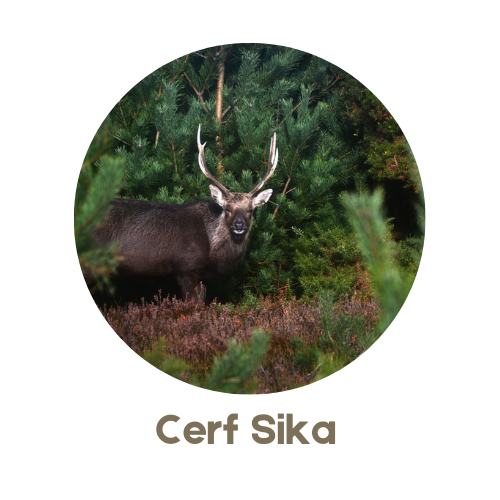 Cerf Sika
