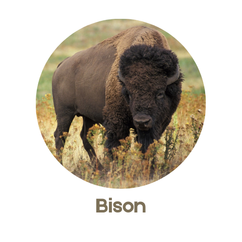 Bison